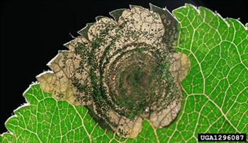 مینوز لکه گرد